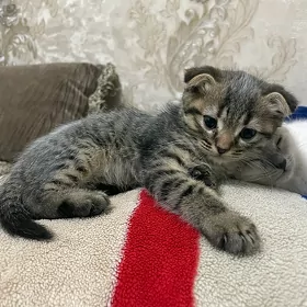 вислоухие котята