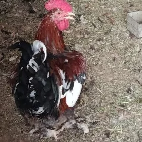 Horozlar