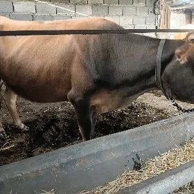 goleli sygyr
