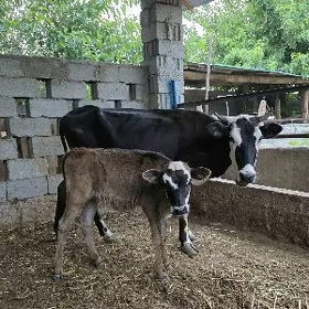 goleli sygyr