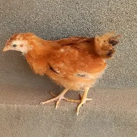 jüýje