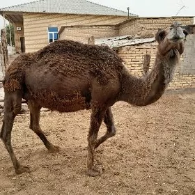 Köşekli düýe