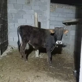 öküz