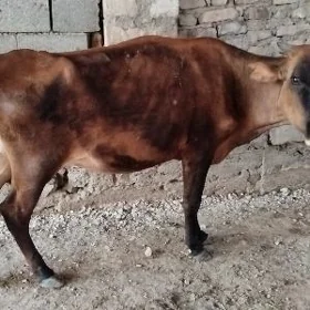 sygyr