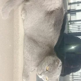 pişik