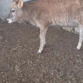 okuzce