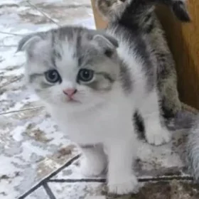 шотландский