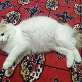Pişik çagalar