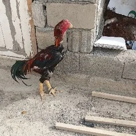 taşgent