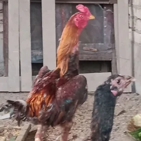 TAŞKENT JÜJE