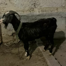Geçi
