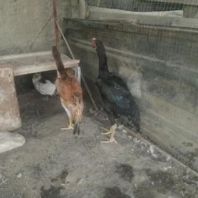 baysok