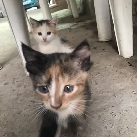 Pisijikler Котята