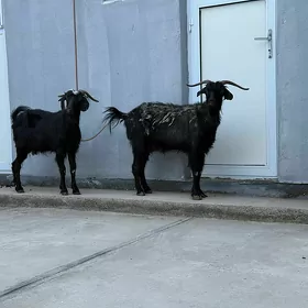 Geçi