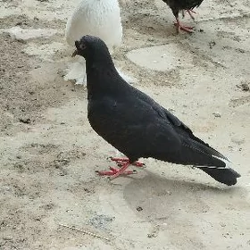 Kepderi