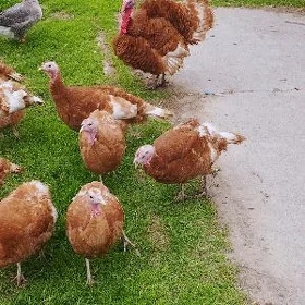 owgan induk yumutga
