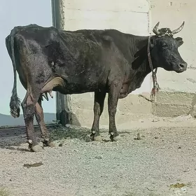 Gòleli Sygir