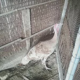 верхкеркинка дача насозны яны