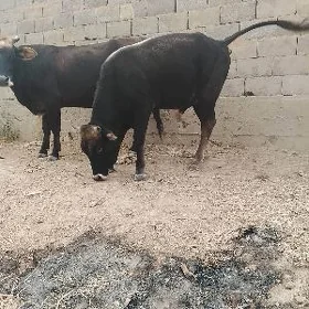 Öküz