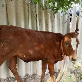 gulajyn gole