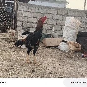 Taşkent horaz