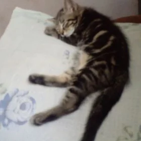 котенок