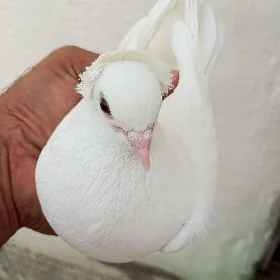 kepderi