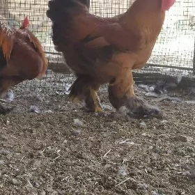 Ýaş brama horazlar