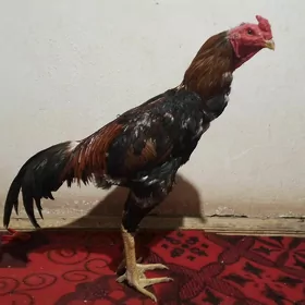 Horazhoraz