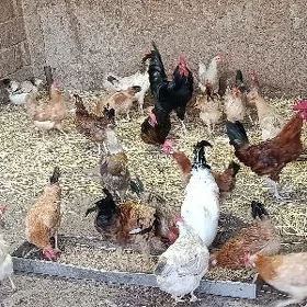 satlyk towuklar yetisin