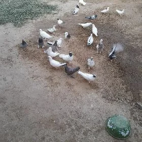 Kepderi