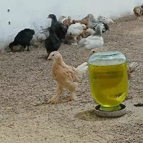 Balgar jüje 2 aỳlyk