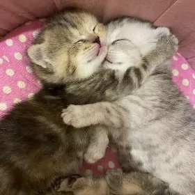 котята