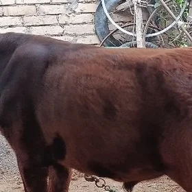 БАКЛЫК ОКУЗ