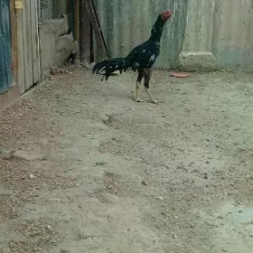 baysok horaz baysok horaz