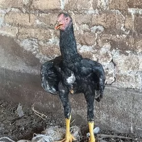 Özbek pupek