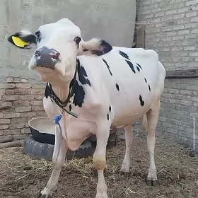 Arassa Kanatka Bogaz Tüwe