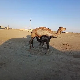 duye kosekli