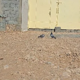 kepderi
