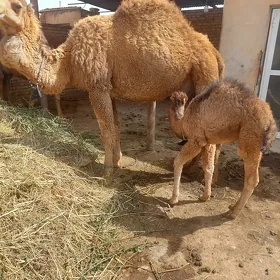 köşekli düýe