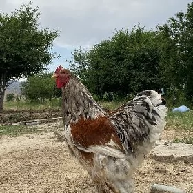 brama porslen