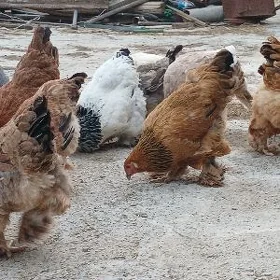 BRAMA TOWUKLAR