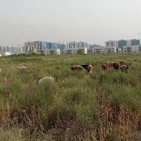 doğ işşek toklu geçi