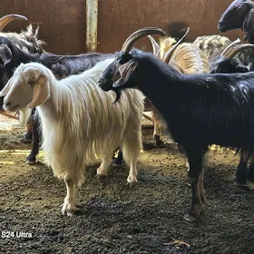 гечилер