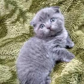 котята