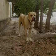 Turkmen it