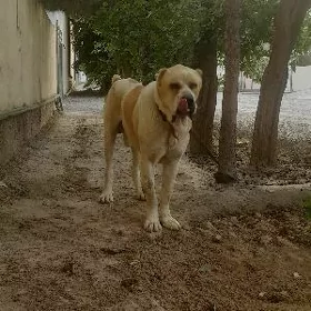 Turkmen it