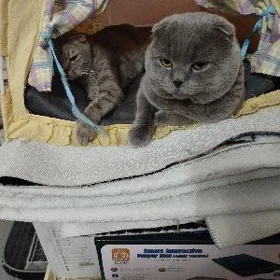 пишик