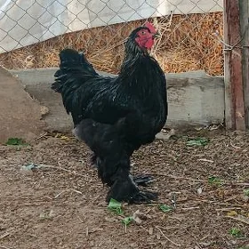 brama