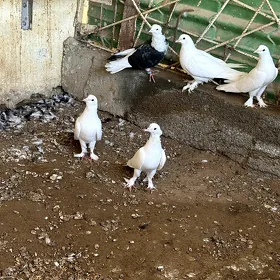 kepderi